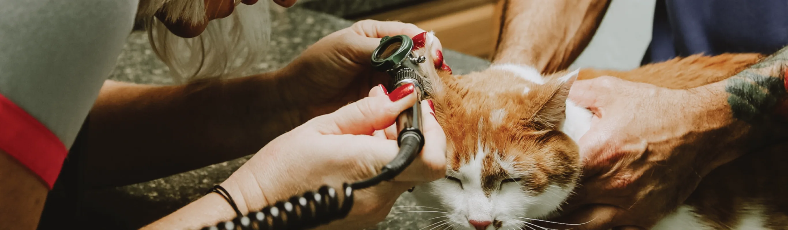 Cat getting ears checked
